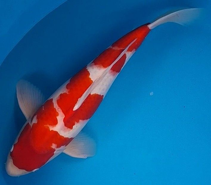 Kohaku